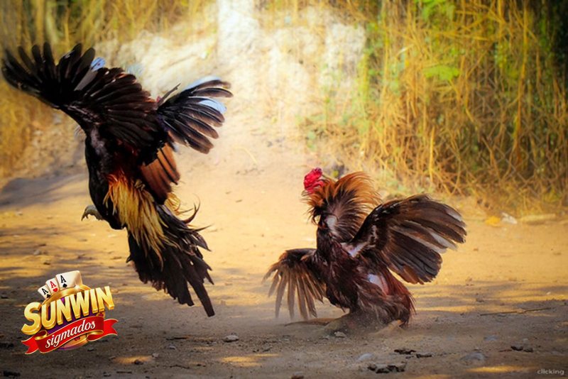 Đá Gà Sunwin - Ai phù hợp để tham gia? Đá Gà Sunwin - Ai phù hợp để tham gia?
